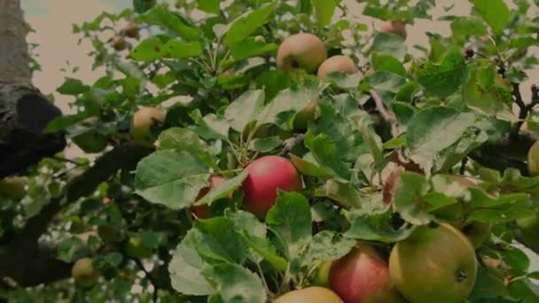 枝条上有成熟的绿色和红色的苹果 生态水果种植概念视频镜头 — 图库视频影像