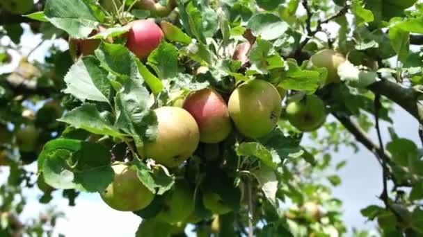 Elma Yakın Bir Dalda Ekolojik Meyve Ekimi Konsepti Yavaş Çekim — Stok video