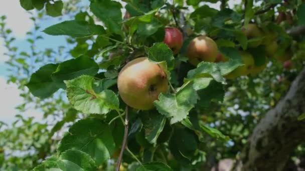 アップルがブランチを閉じている エコロジカルフルーツ植栽コンセプト スローモーションビデオ映像 — ストック動画