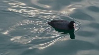 Avrasyalı yaban ördeği, Fulica atra, sıradan yaban ördeği, Avustralya yaban ördeği. Tatlı su, su üzerinde yüzen beyaz gagalı siyah kuş. Yavaş çekim video görüntüleri