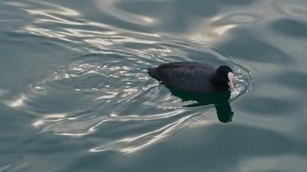 ユーラシアのコット フリカヴァー 共通のコート オーストラリアのコート 水の上に浮かぶ白いビークが付いている淡水黒い鳥 スローモーションビデオ映像 — ストック動画