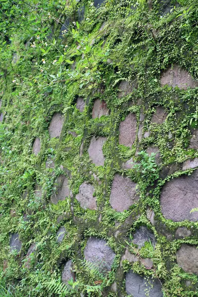 Yeşil yosun ve kayalarda yetişen küçük bitkiler.