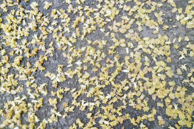 Sarı çiçekler, engebeli bir arka plan üzerinde doğal ve dağınık bir desen oluşturmuş..