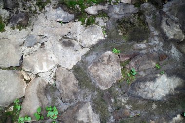 Düzensiz kayalar, yosun parçaları ve boşluklarda büyüyen küçük yeşil bitkilerle dolu eski bir taş duvarın yakın görüntüsü.
