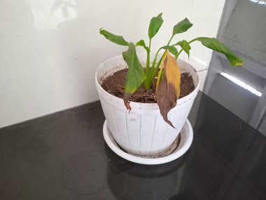 Plastik kapta sarı ve kahverengi yapraklı küçük bir ev bitkisi.