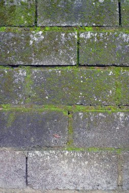 Yeşil yosunlarla kaplı eski beton tuğlalar.