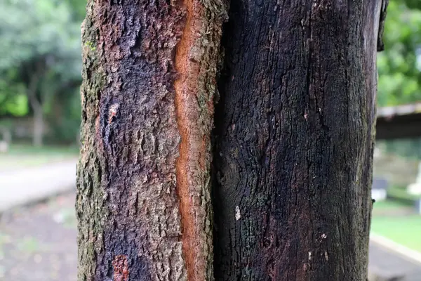 Kaba ağaç kabuğunun doğal çatallı ayrıntılı görüntüsü