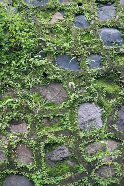 Bir taş istinat duvarını kapatın. Kısmen canlı yeşil yosunlar ve küçük yabani bitkilerle kaplayın. Doğal ve dokulu bir görünüm oluşturun.