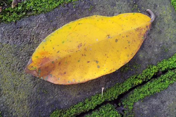 Düşmüş sarı bir yaprak nemli yeşil yosun üzerinde