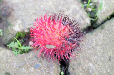 Kırık taş kiremitlerin üzerinde yosun ve yaprak izleri taşıyan canlı kırmızı bir rambutan var.