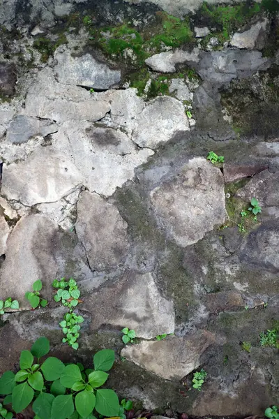 Yosun ve kir kaplı taş kiremitler arasındaki çatlaklardan küçük yabani bitkiler yetişir.