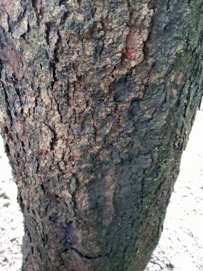 Bir ağaç gövdesinin sert, desenli kabuğunu kahverengi ve yeşilin çeşitli tonlarıyla gösteren yakın görüntüsü. Yüzeyde doğal desenler ve kusurlar var. Doğanın güzelliğini vurguluyorlar..