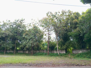 Değişen yükseklikleri ve yemyeşil yaprakları olan bir sıra ağacın bulunduğu huzurlu bir manzara. Sahne, ön planda çimenlik bir alan olan açık bir gökyüzüne kurulmuştur.