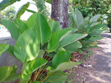 Güneşli bir günde bir ağacın yanında büyüyen büyük yapraklı yemyeşil tropikal bitkiler..