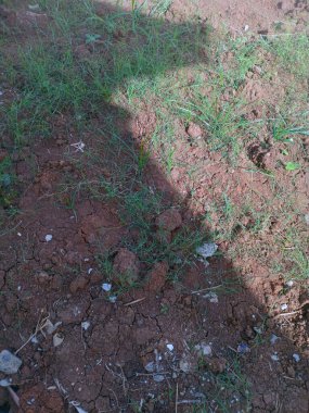 Bir parça kuru, çatlamış toprak seyrek çimenler ve küçük kayalar..