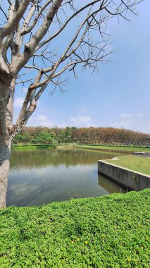 A serene park scene with a tree by a calm lake under a clear blue sky.