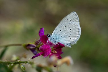 Güzel kelebeğin yakın görüntüsü