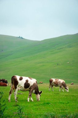 Çayırda otlayan inekler.