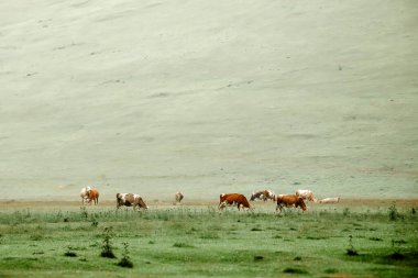 Atlar tarlada