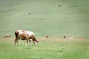 İnekler bir yaz günü yeşil çayırlarda otlar.