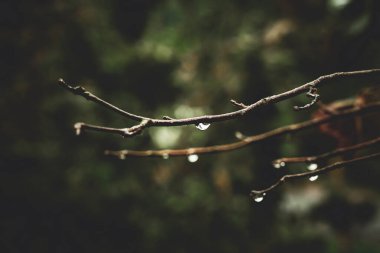 Güzel sonbahar yaprakları, kapat manzarayı