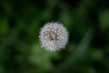 Çimlerde karahindiba