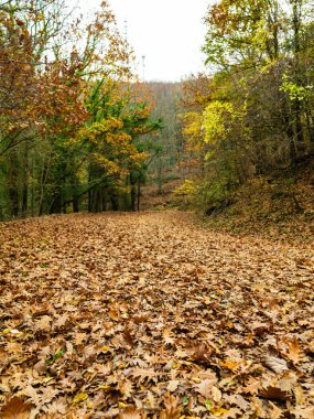 Ağaçlar ve yapraklarla dolu güzel sonbahar manzarası