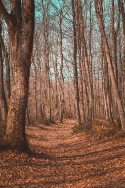 Ormanın güzel manzarası