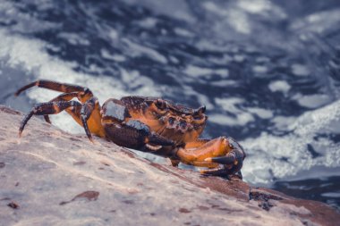 Kayada yengeç, deniz yengeci