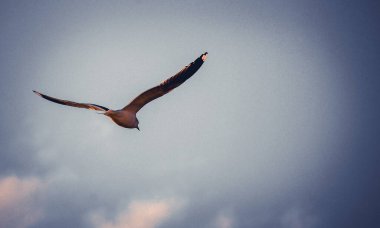 Gökyüzünde uçan martı