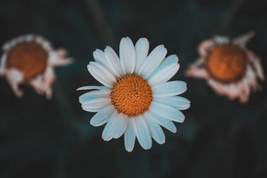 Güzel botanik fotoğrafı, doğal duvar kağıdı.