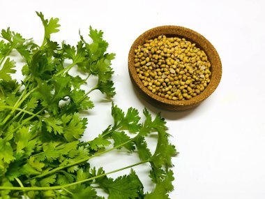 Kase içinde kişniş tohumları ve yeşil taze kişniş. Kişniş parlak yeşil ve tırtıklı yaprakları var. Beyaz üzerine taze sebzeler. Seçili Odaklanmış