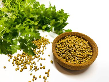 Kase içinde kişniş tohumları ve yeşil taze kişniş. Kişniş parlak yeşil ve tırtıklı yaprakları var. Beyaz üzerine taze sebzeler. Seçili Odaklanmış