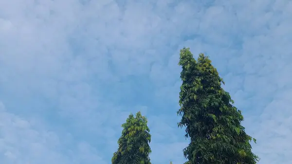 Stock image Annonaceae monoon longifolium tree on blue sky with white clouds background