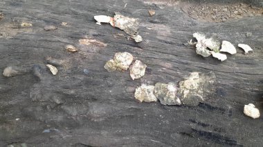 Eskimiş ahşap yüzeyler ve egzotik desenler