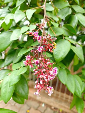 Carambola meyvesinin pembe çiçekleri