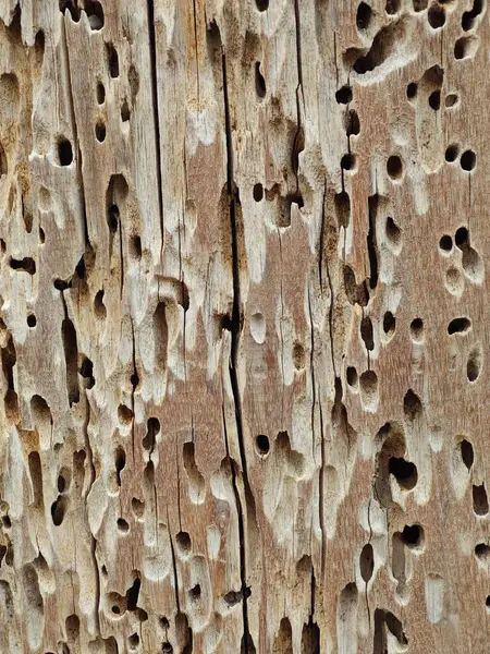 Delikli bir ağaç desenini kapat 