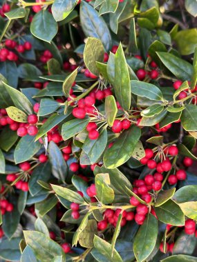 Canlı yeşil yapraklar ve narin böğürtlenlerin yer aldığı Gaultheria çalılığının bir bölümü bu ebedi yeşil çalılığın güzelliğini gözler önüne seriyor.