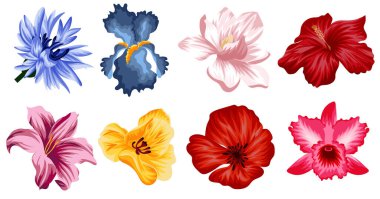 Sarı lale, mavi, çiçek çiçeği, pembe zambak ve kırmızı gül, ayçiçeği ve mavi tarla çiçeği tipografi, pankart ya da tekstil için.