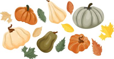 Farklı boyutlarda, turuncu yeşil renkli ve çeşitli sonbahar yapraklı balkabakları, vektör.