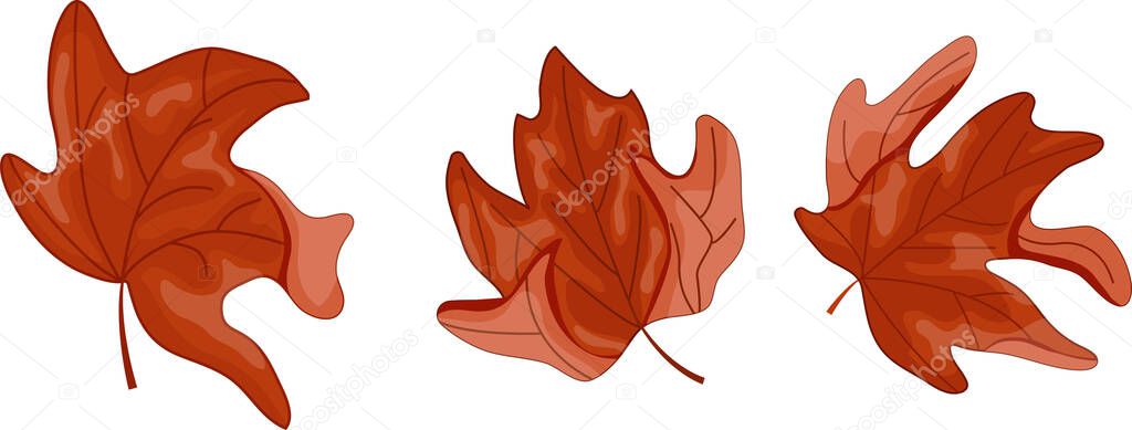 Set of maple tree leaf icons in the colors of the Canadian flag, for Canada Day or autumn design