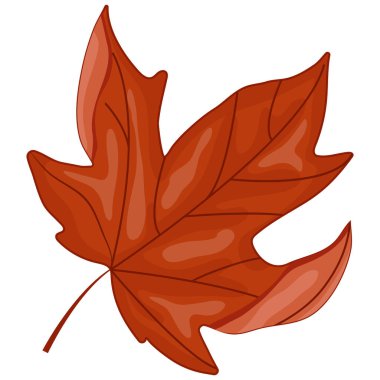 Kanada 'nın sembolü olan kırmızı akçaağaç yaprağı Kanada Günü ya da sonbahar tasarımları için.