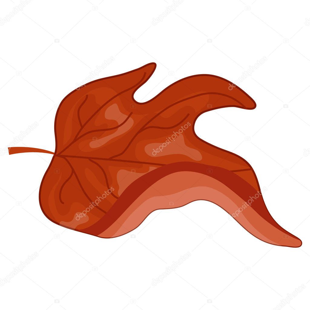 Icon of a red leaf from a deciduous tree, namely a maple, for Canada Day or autumn designs