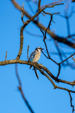 Siyah başlıklı piliç bir dala tünedi.