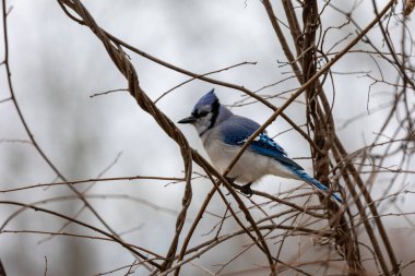 Siyah başlıklı piliç bir dala tünedi.