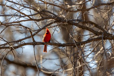Siyah başlıklı piliç bir dala tünedi.