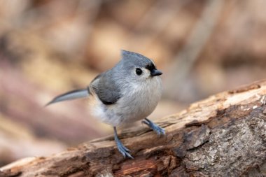 Dalda sallanan meme faresi kuşu