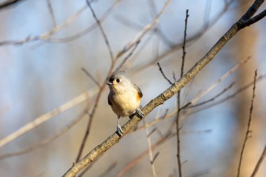 Dalda sallanan meme faresi kuşu