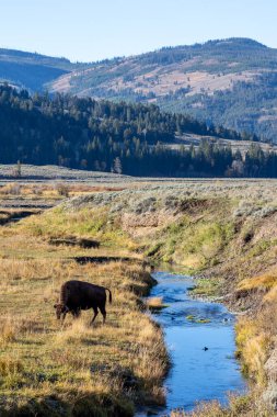 Bizon Yellowstone Ulusal Parkı 'ndaki bir derede otluyor.