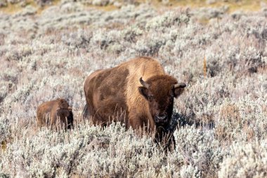 Yellowstone Ulusal Parkı 'ndaki Lamar Vadisi' nde bebekle otlayan Bizon.